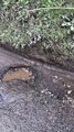 Clay Lane potholes