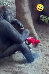 Gorilla fighting and playing funny
