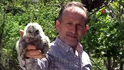 Yok böyle bir Baykuş sevgisi! Çok şaşıracaksınız...