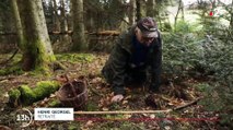 La grosse gaffe de France 2 qui confond un champignon mortel avec des morilles dans un reportage diffusé à 13h ! - La chaîne alerte ses téléspectateurs du danger