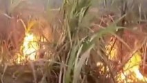 अम्बेडकरनगर: अज्ञात कारण से लगी आग, एक बीघा गन्ना फसल जलकर हुए खाक