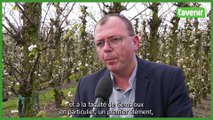 La punaise diabolique menace-t-elle les cultures fruitières en Belgique ?