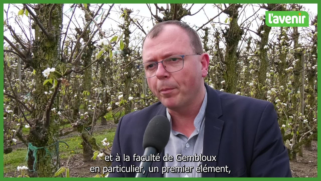 La punaise diabolique menace-t-elle les cultures fruitières en Belgique ?