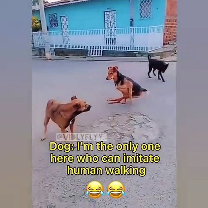 even a dog can pretend 