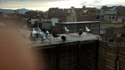 Fast Flying Pigeons
