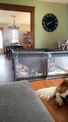 Dog Gracefully Leaves Playpen