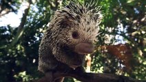 Porcupines Are Some of the Most Interesting Animals in the World