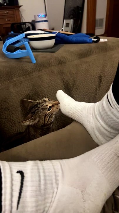 Feline Gives Stank Face After Smelling Sock