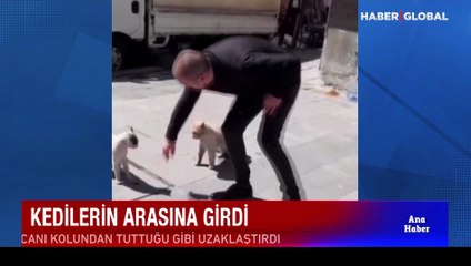 Kedilerin kavgasını ayıran vatandaşın görüntüleri izlenme rekoru kırdı: Kanka senin derdin ne?