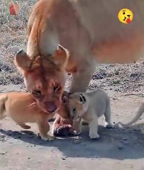 Mother lion cares of five cute cubs and cubs make roaring so cute