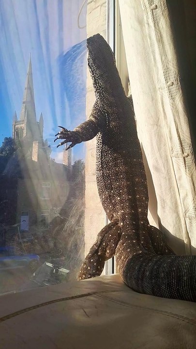 Monitor Lizard Gets Excited for Summer