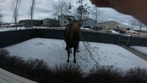 Man Reaches Out to Moose Through Window