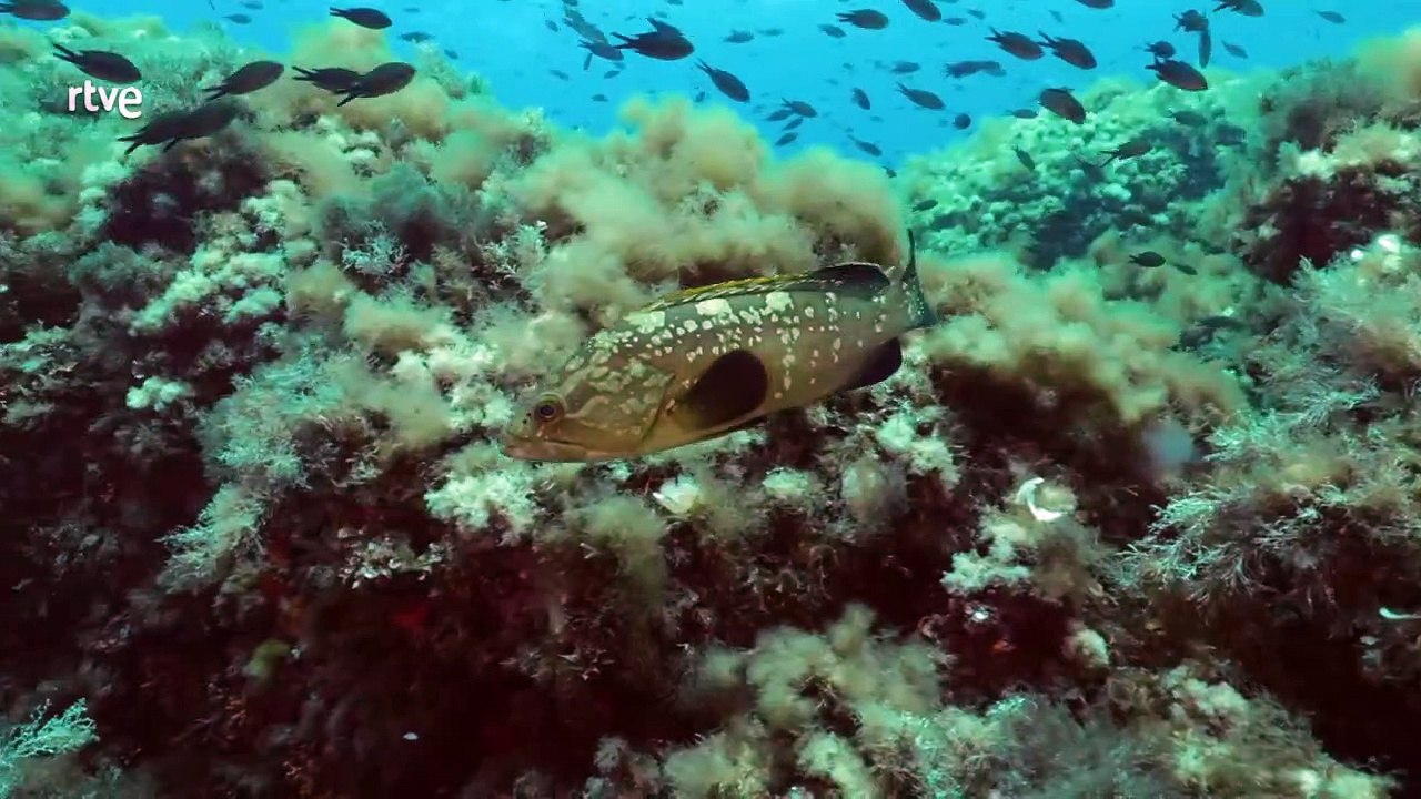 Menorca, Reserva de la Biosfera