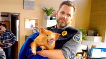 A Slick Pig on the Latest Episode of FOX’s Animal Control with Joel McHale