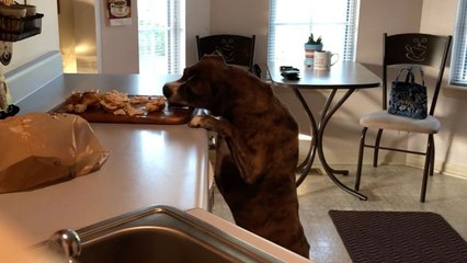 Sneaky Dog Steals Dinner From Counter When Nobody Is Looking | Wild-ish TV