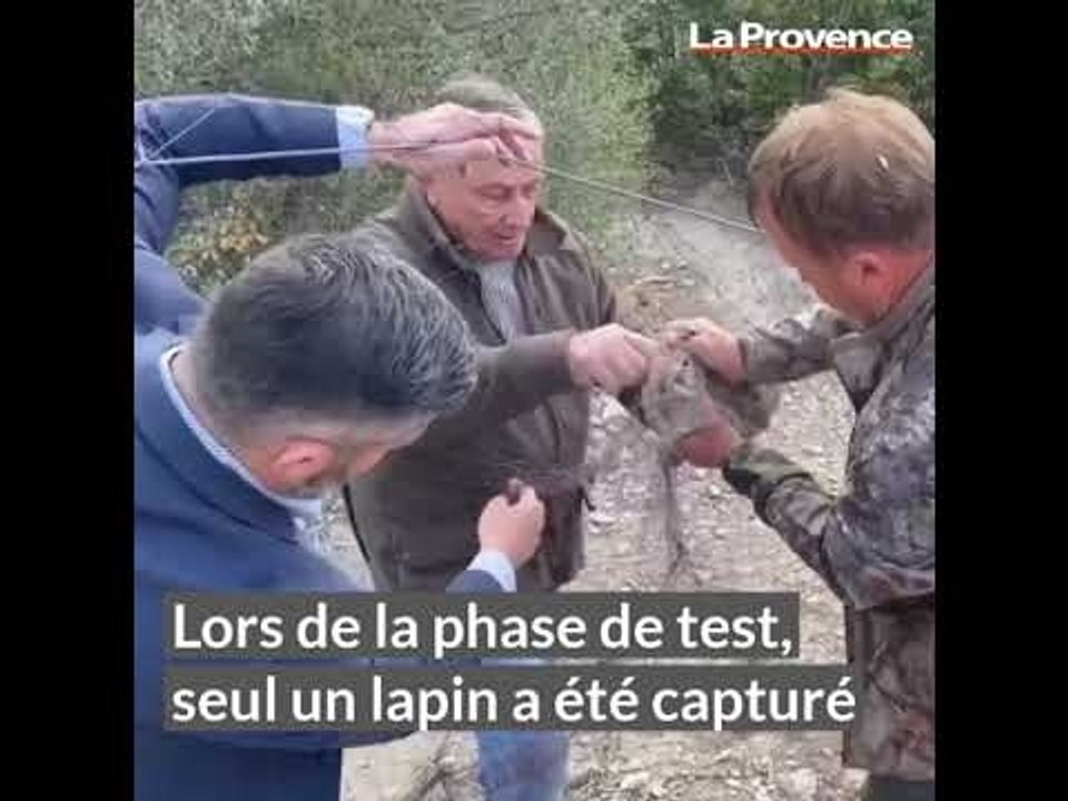 La Ciotat : les lapins du Domaine de la Tour extraits du parc pour protéger la végétation