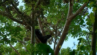 Chimp Empire (2023) - Episode 02 | Hindi ORG