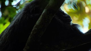 Chimp Empire (2023) - Episode 04 | Hindi ORG