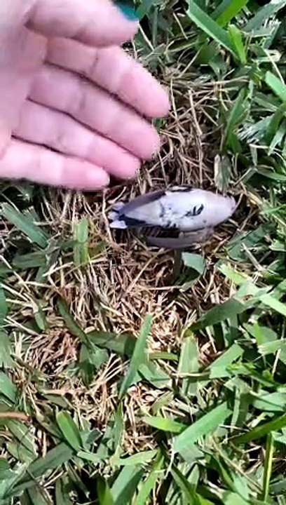 Reviving a Dazed Humming Bird after Window Collision