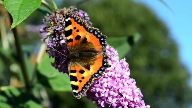 Hunting Wild Chicken Cooking ( Guinea Fowl ) Recipe - Cook Chicken for Dinner in Forest