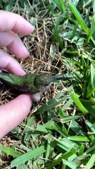 Reviving a Dazed Humming Bird after Window Collision