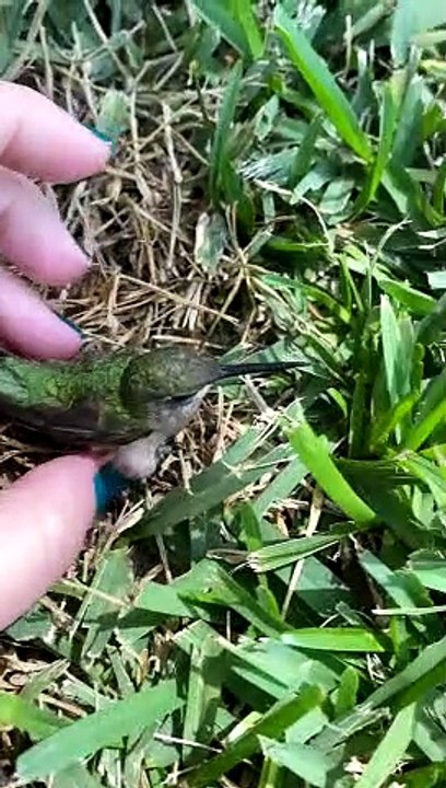 Reviving a Dazed Humming Bird after Window Collision