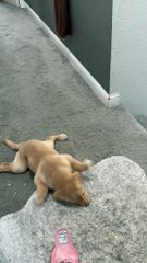 Puppy With Swimmer Syndrome Slides on Carpet