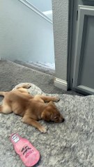 Puppy With Swimmer Syndrome Slides on Carpet
