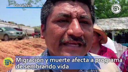 Migración y muerte afecta a programa de sembrando vida