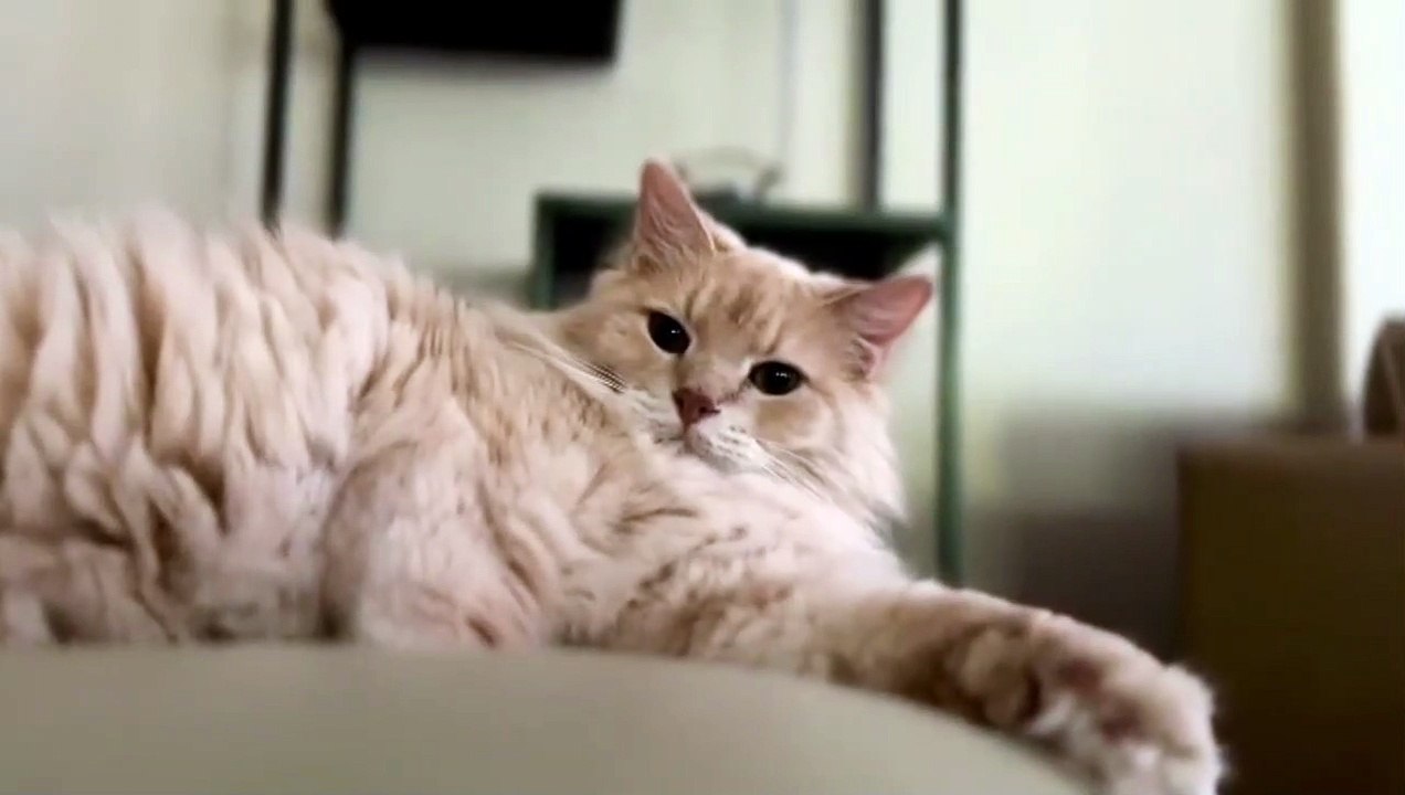 Life funny pets video | funny cat video
