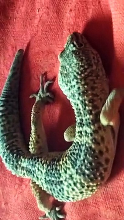 video of the day amazing seens