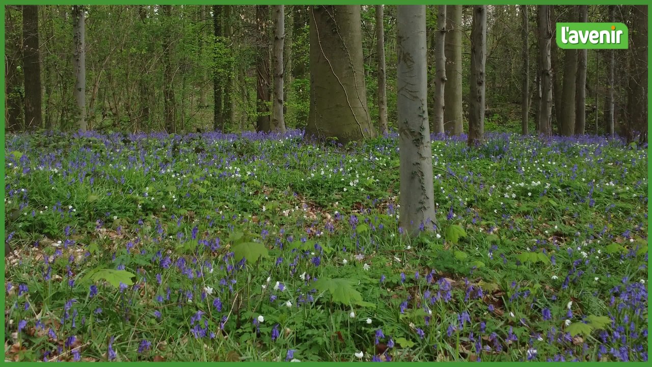 Le Brabant Wallon vu du ciel : Le Bois de Hal et Braine-le-Château