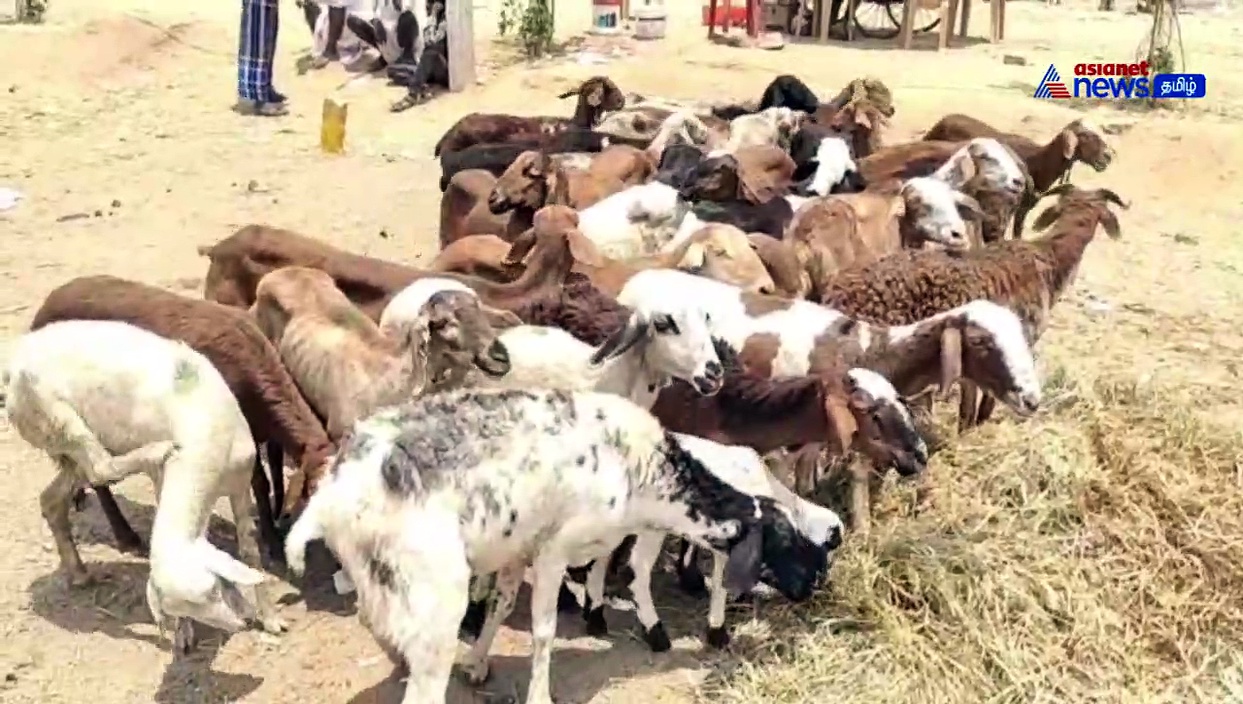 Watch : கர்நாடக தேர்தல் பிரச்சாரத்திற்கு தடால்புடலாக ஏற்பாடாகும் அசைவ விருந்து! ஆடு விற்பனை அமோகம்!