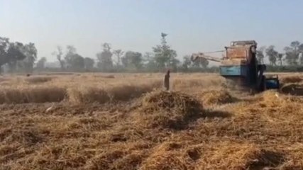 शाहजहांपुर:बेमौसम हुई बारिश के कारण गेहूं की उपज में आई भारी गिरावट,किसान हो रहे परेशान