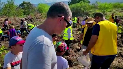 Plantation d'arbres au Grand Stella