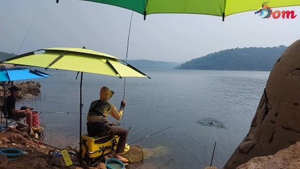 Câu Cá Rô Phi  - Những Con Cá Rất Khỏe