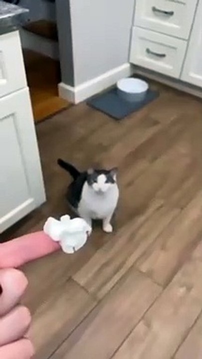 Cat Reaction