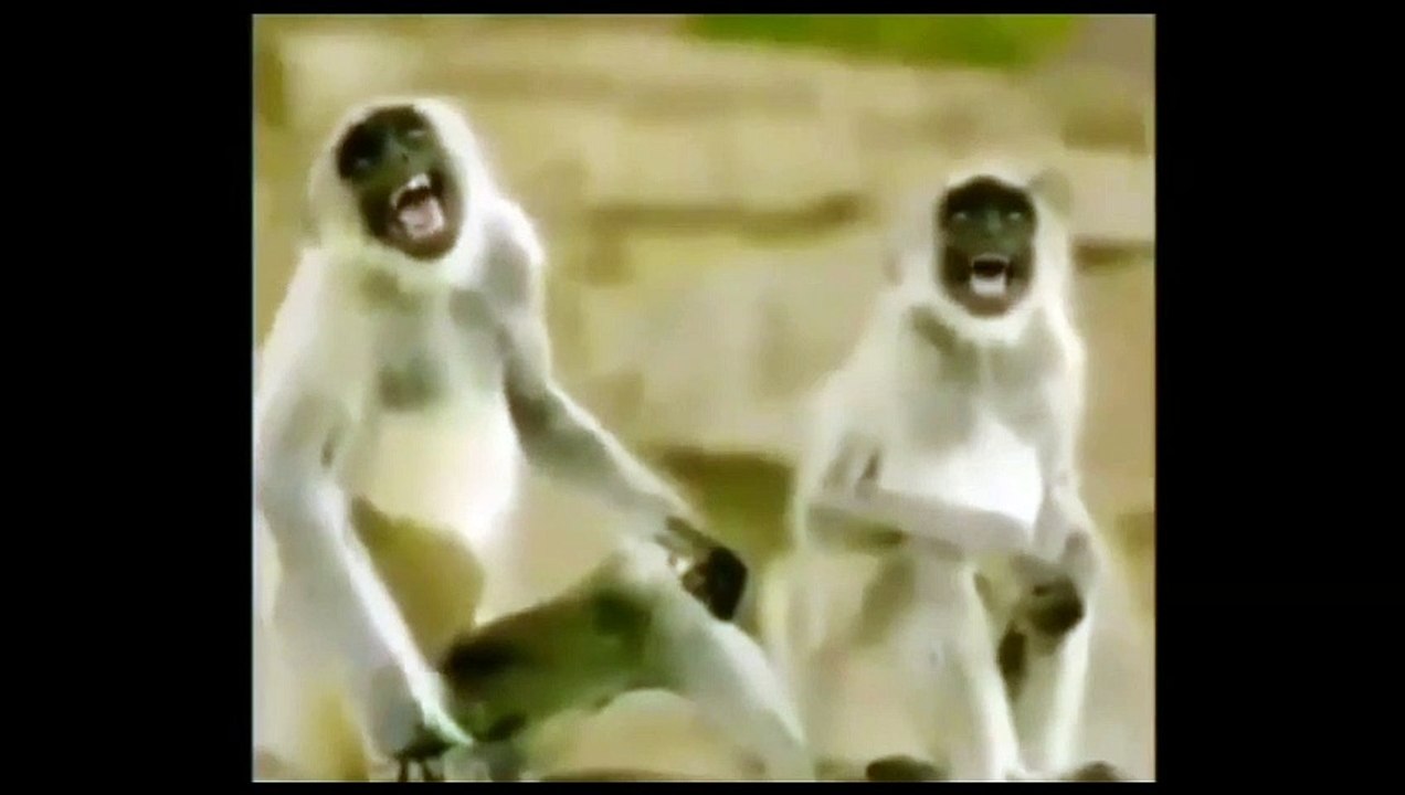 Monkeys Laughing Meme