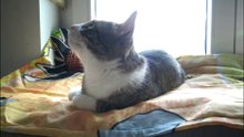 Cat Videos F