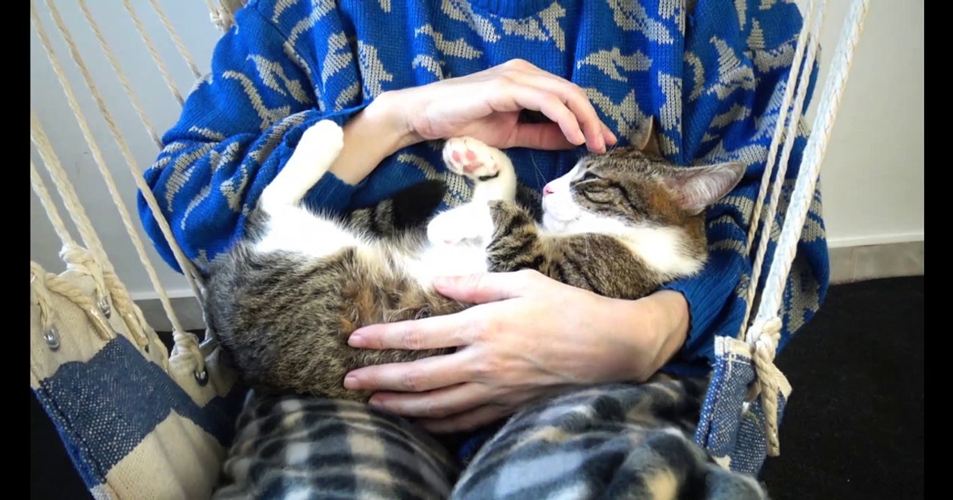 Cat Videos E