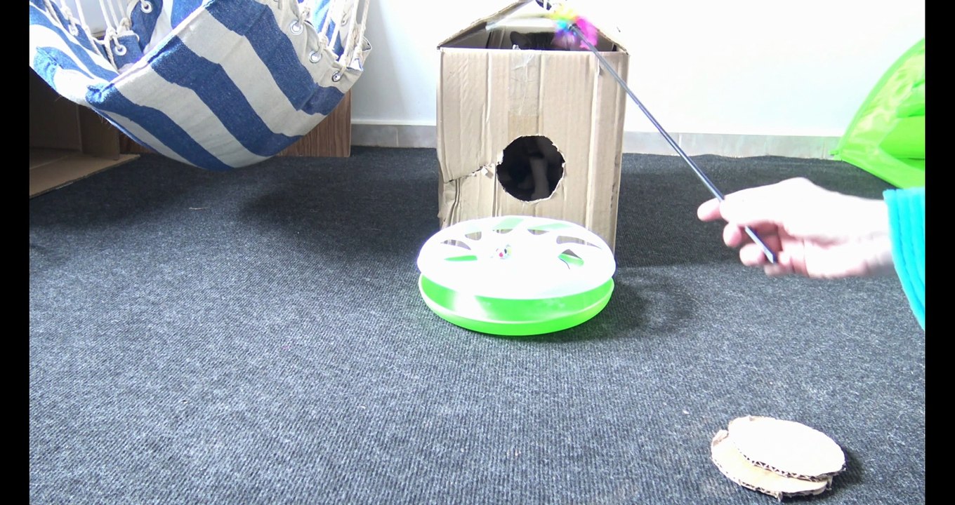 Cat Videos G