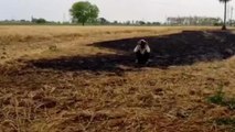 बदायूं:बिजली तार में हुए फॉल्ट से किसान की 5 बीघा गेहूं की फसल जलकर हुई राख