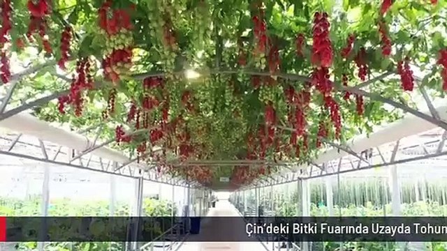 Çin'deki Bitki Fuarında Uzayda Tohum Yetiştirme Teknolojisi Tanıtıldı