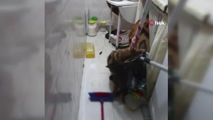 Bursa'da eve tilki girdi, aile 4 saat boyunca mahsur kaldı