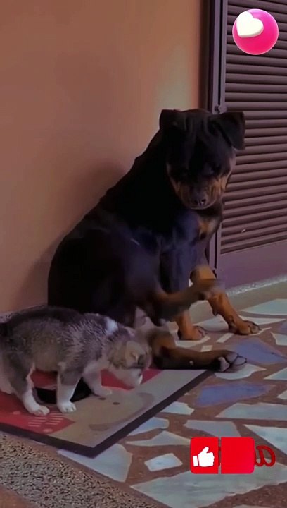 How cat and dog have fun #cats #catstiktok #catvideos #catlover #shorts #funny #cat #youtubeshorts