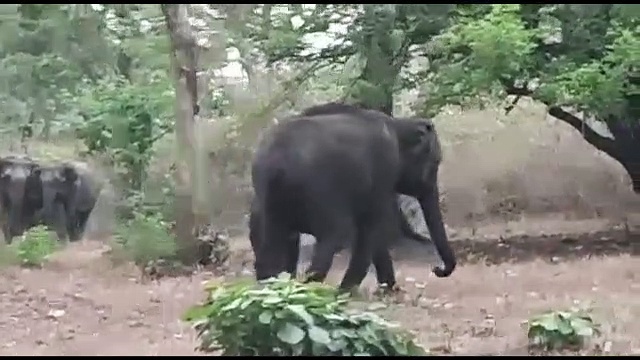 தெப்பகாடு சாலையில் குட்டிகளுடன் உலாவந்த  காட்டுயானை கூட்டம் சுற்றுலா பயணிகள் மகிழ்ச்சி