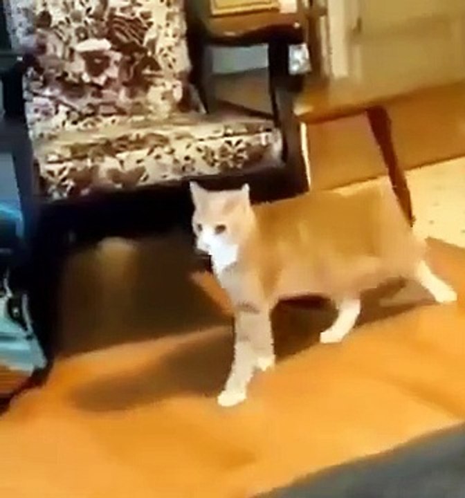 Funny cats And Dogs Videos