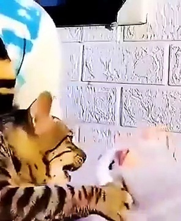 Funny cats and Dogs videos
