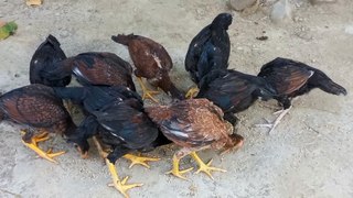 Aseel chicks growth