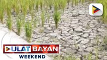 Pagpapalabas ng El Niño alert, pinag-aaralan ng PAGASA